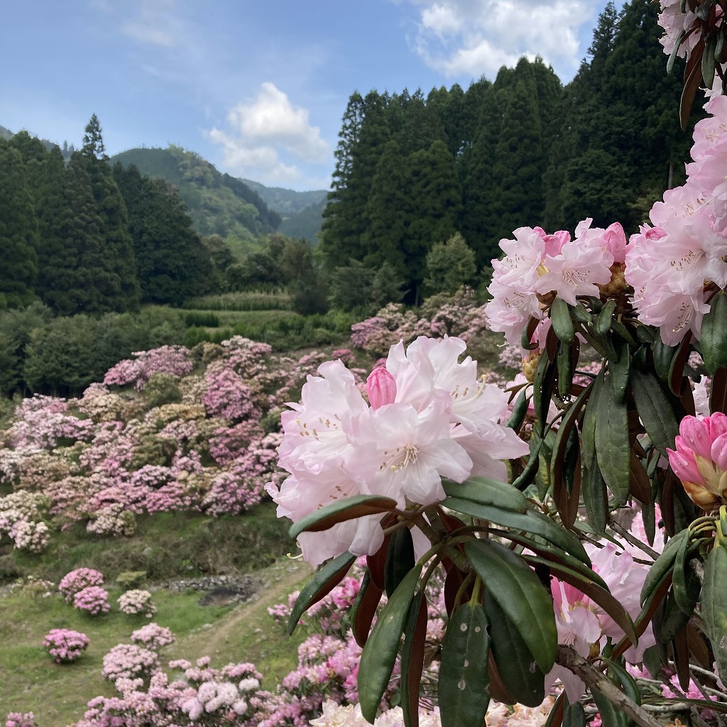 ミヤシノシャクナゲ園 - 星野
